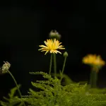 Fiore giallo nei prati: le principali specie italiane