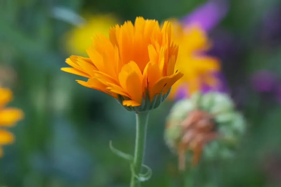 Calendula: pianta, fioritura e usi principali