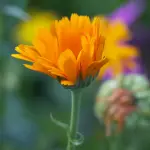 Calendula: pianta, fioritura e usi principali