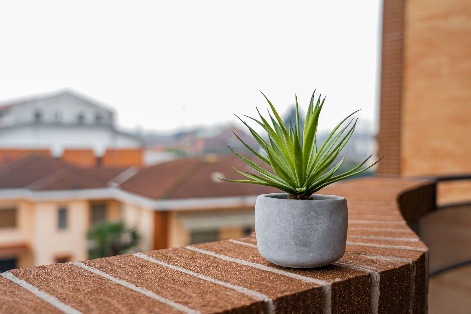 Piante da esterno resistenti al sole e siccità