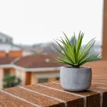 Piante da esterno resistenti al sole e siccità