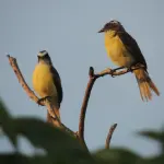 Uccelli del giardino: riconoscerli e attirarli