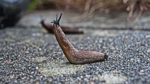 Allontanare le lumache dall'orto senza veleni