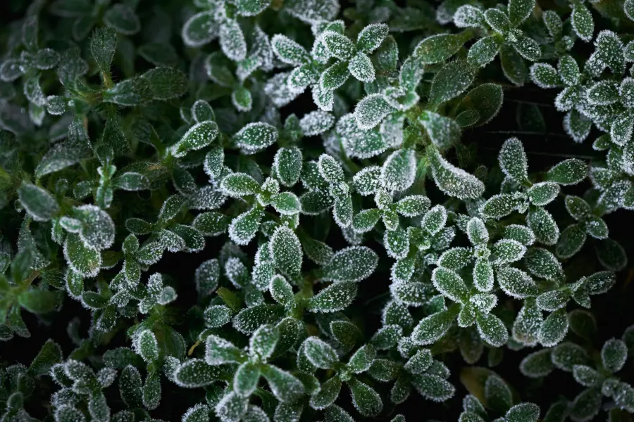 Piante da esterno resistenti al freddo invernale