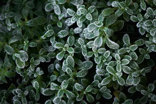 Piante da esterno resistenti al freddo invernale