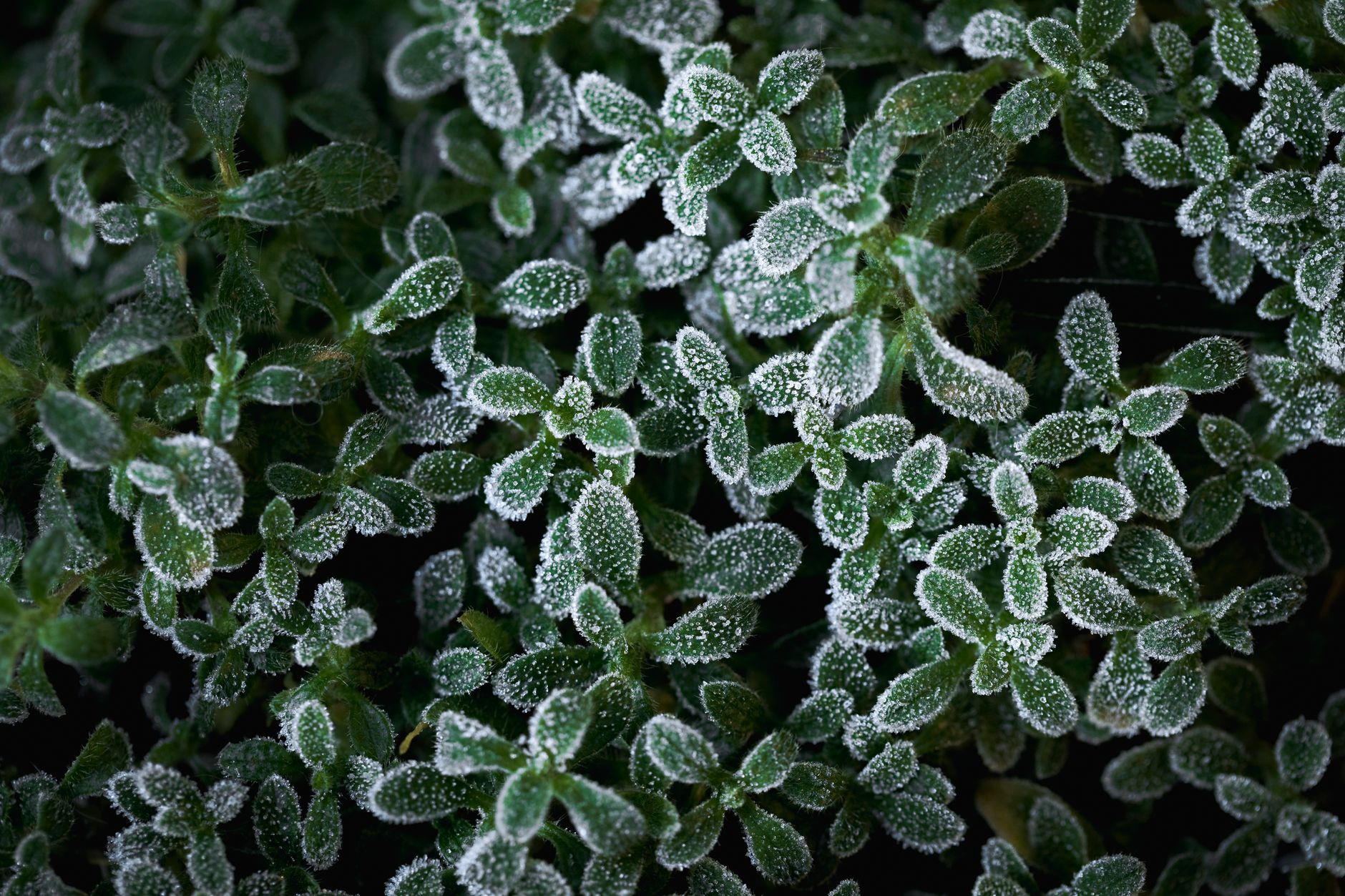 Piante da esterno resistenti al freddo invernale