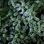 Piante da esterno resistenti al freddo invernale