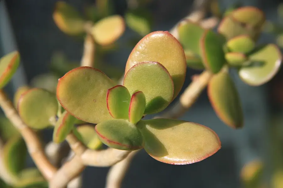 Albero di giada: guida completa alla coltivazione