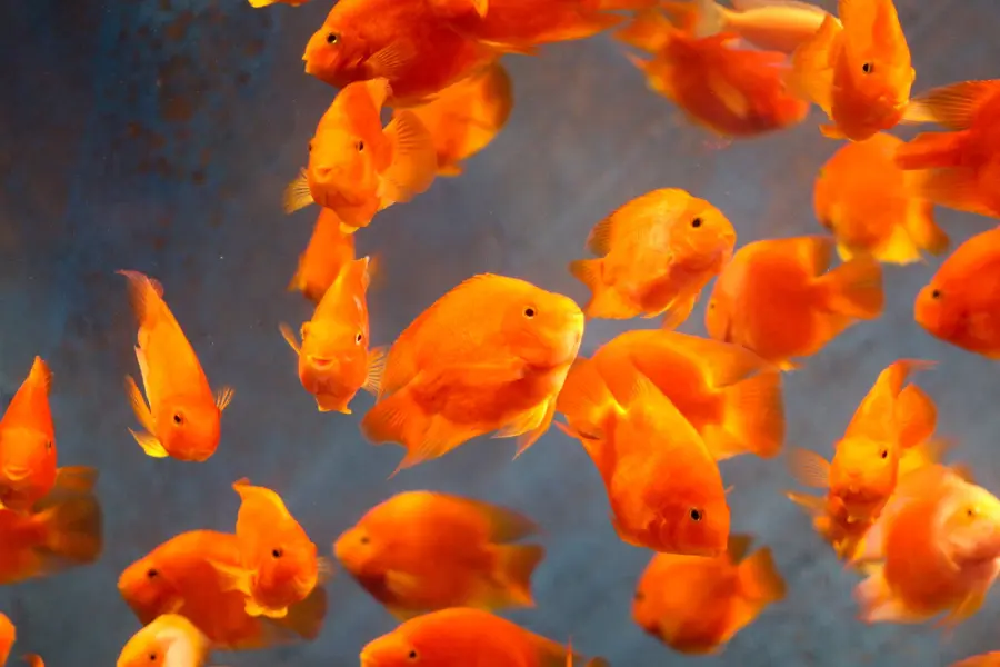 Pesci rossi in acquario: la boccia non basta