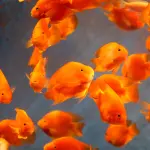 Pesci rossi in acquario: la boccia non basta