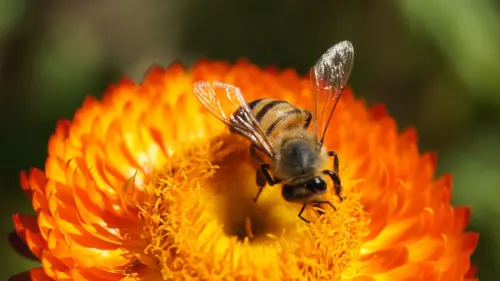 Giardino per le api: fiori, habitat e gestione