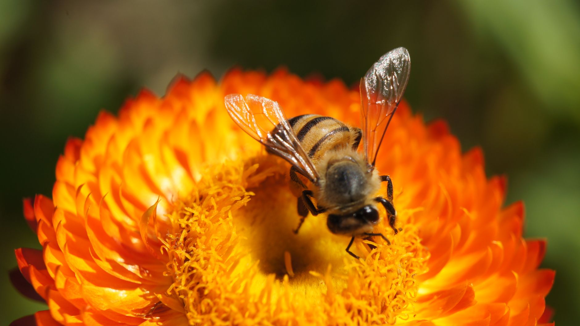 Giardino per le api: fiori, habitat e gestione
