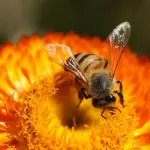 Giardino per le api: fiori, habitat e gestione