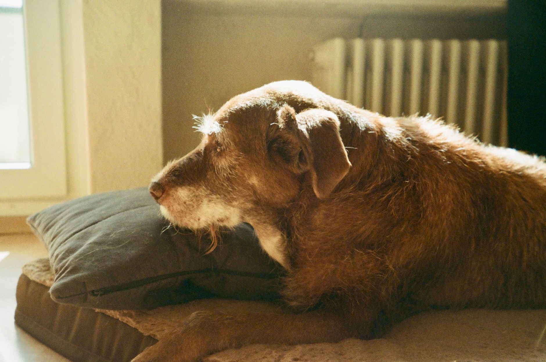 Cane anziano: cura, casa e alimentazione