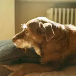 Cane anziano: cura, casa e alimentazione