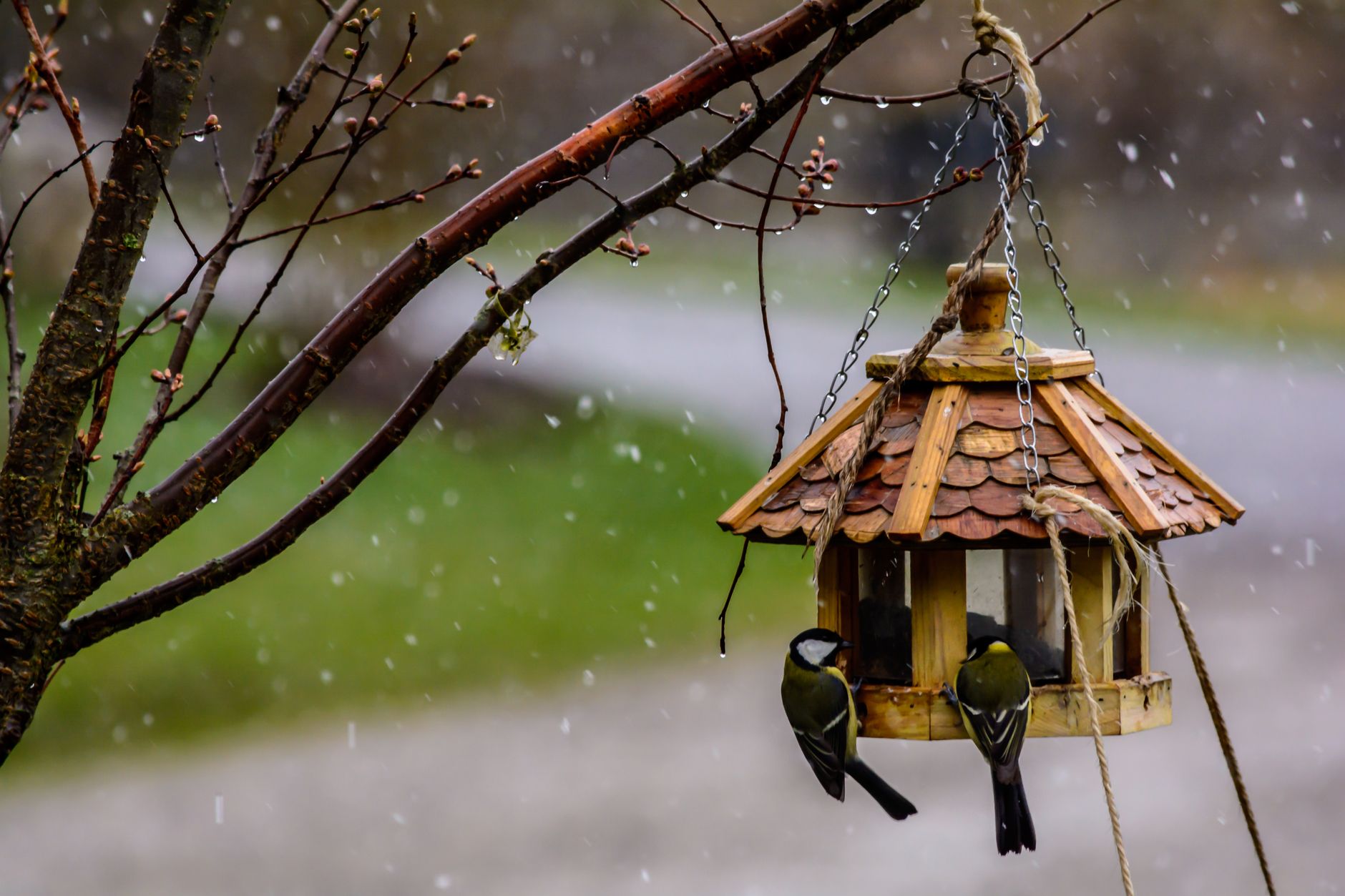 Mangiatoia uccelli inverno: alimenti e posizione