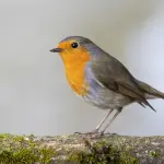 Voliera per uccelli: guida alla scelta e caratteristiche da considerare