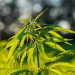 Grow box: guida all’acquisto