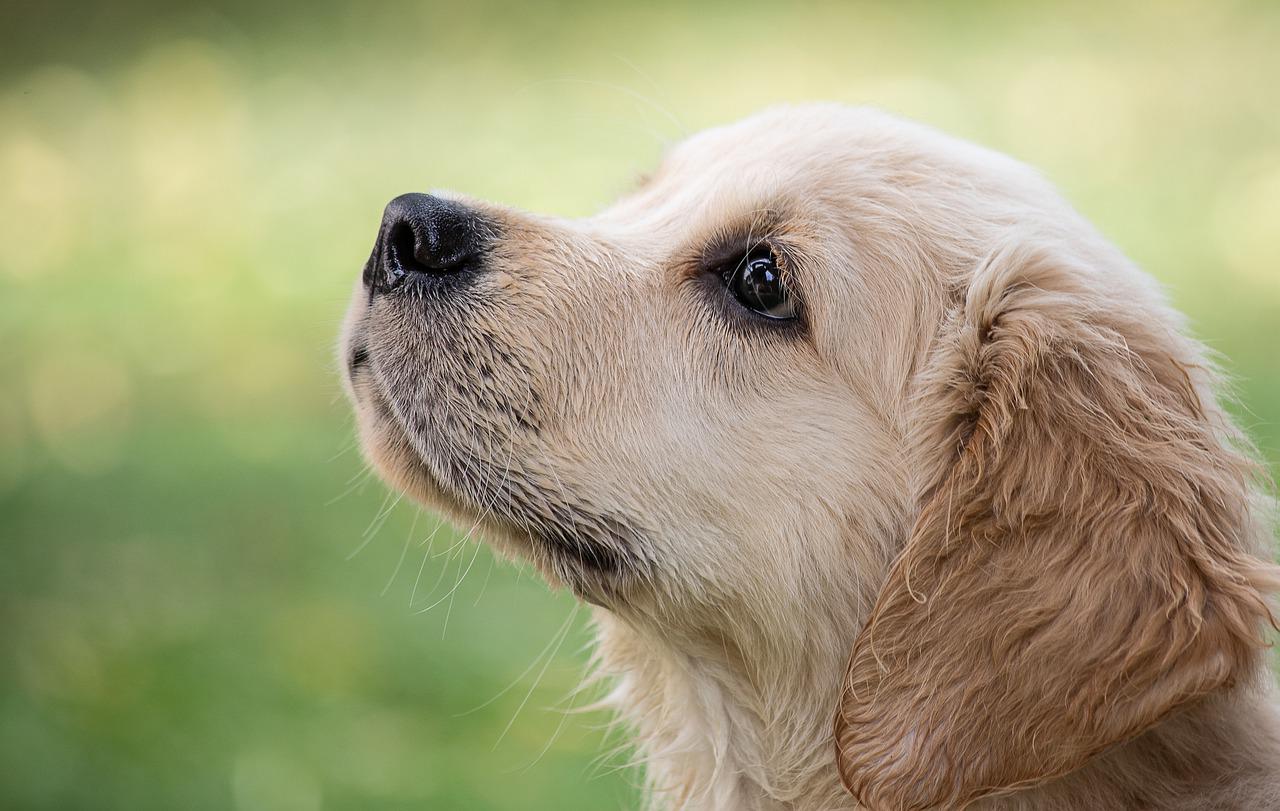 Golden Retriever: caratteristiche ed educazione da cuccioli