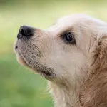 Golden Retriever: caratteristiche ed educazione da cuccioli