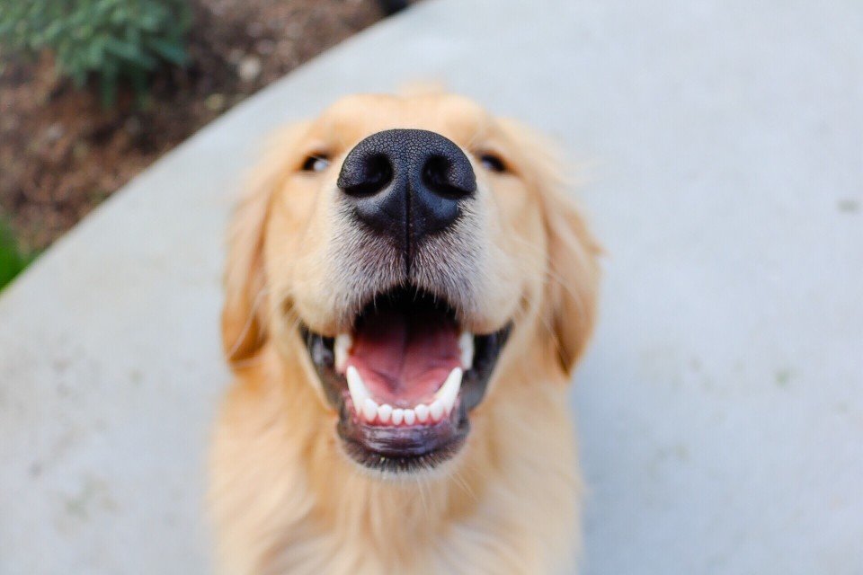 Golden Retriever Un Cane Dal Mantello D Oro Terranews